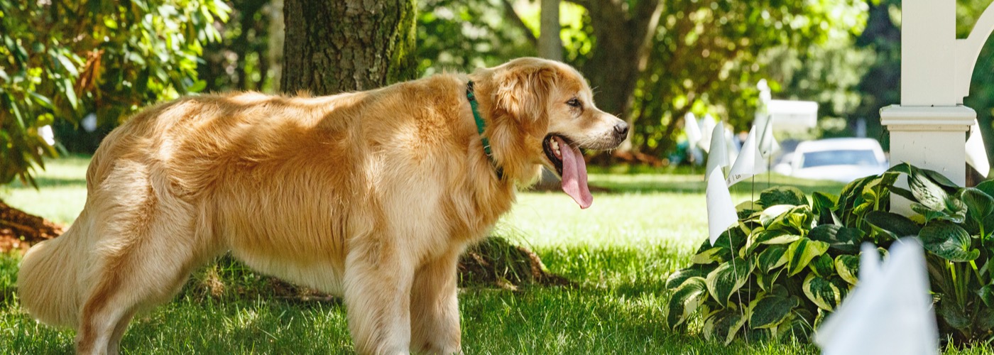 DogWatch of Central Kentucky, Lexington, Kentucky | Outdoor Hidden Dog Fences Slider Image